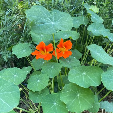 Tropaeolum Majus 'Whirlybird Orange'