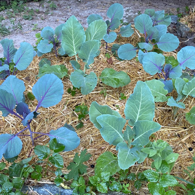 Plant image Brassica oleracea var. rubra (Capitata Group)