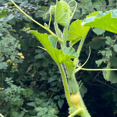 Cucurbita Moschata