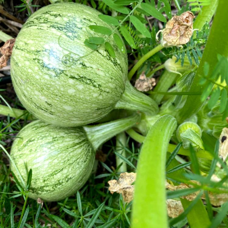 Plant image Cucurbita