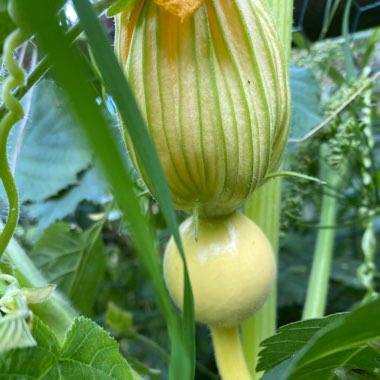 Cucurbita Moschata