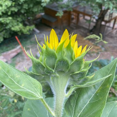 Helianthus annuus