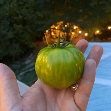 Solanum Lycopersicum 'Green Zebra'