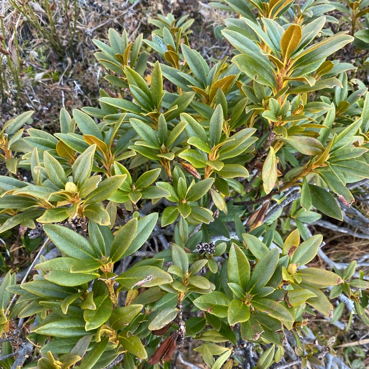 plant image 1417986