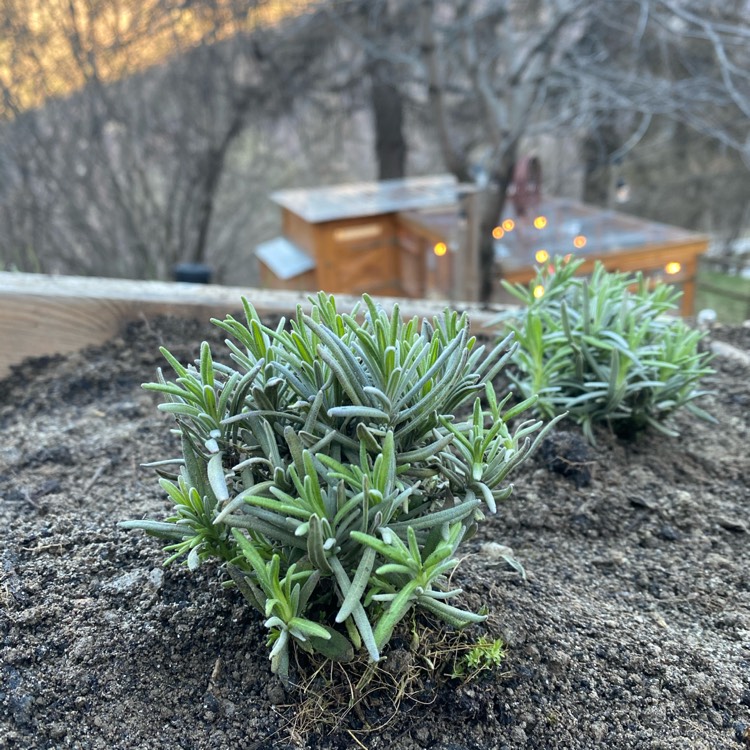 Plant image Lavandula Dentata