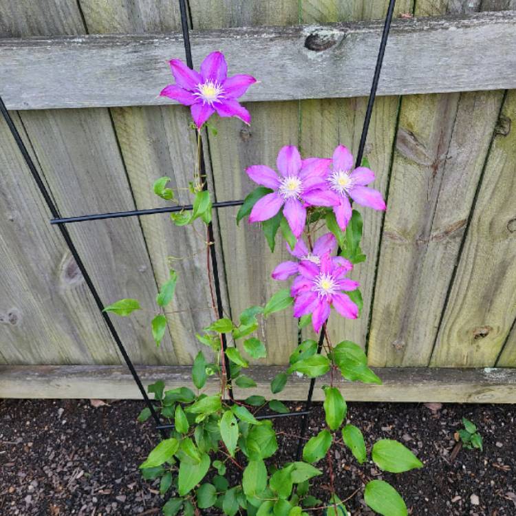 Plant image Clematis 'Chevalier'™ evipo040