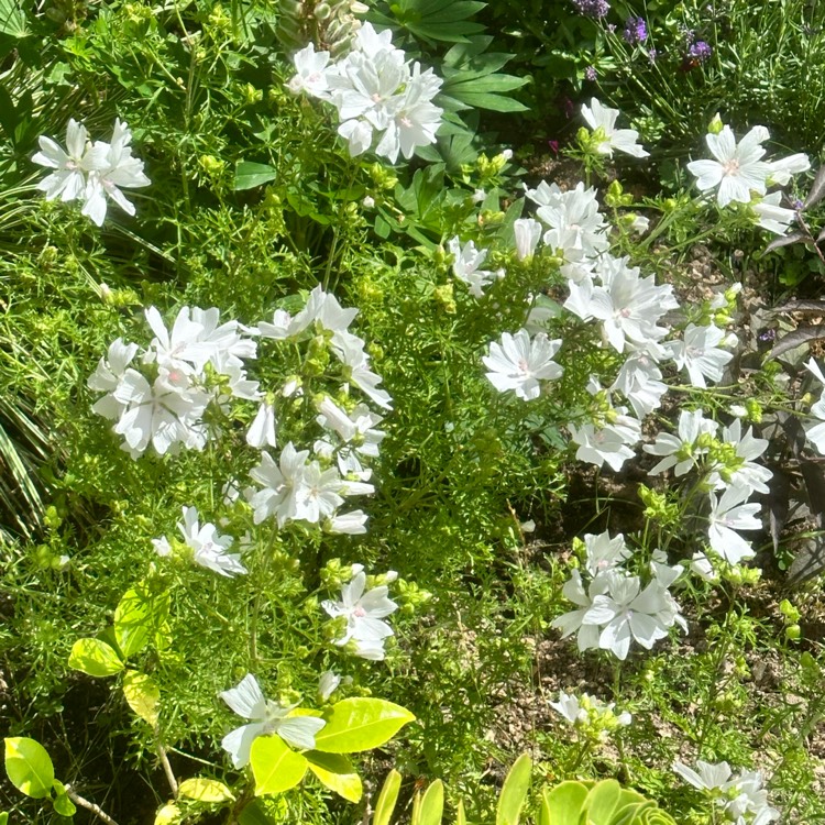 Plant image Malva moschata 'Snow White'