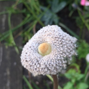 Poppy Flowered Anemone 'Harmony Blue'