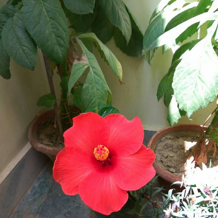 Plant image Hibiscus rosa-Sinensis 'Bimbos