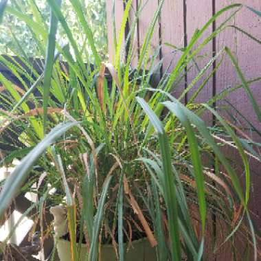 Lemon Grass