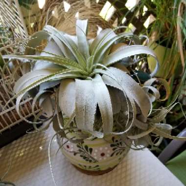 Airplant (Species) Tillandsia xerographica