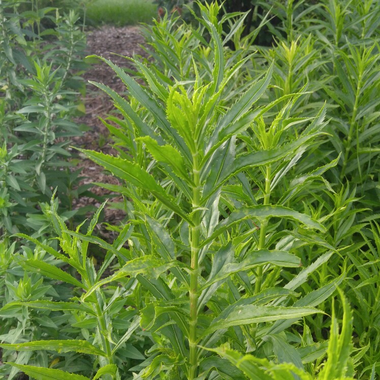 Plant image Physostegia virginiana 'Summer Snow'