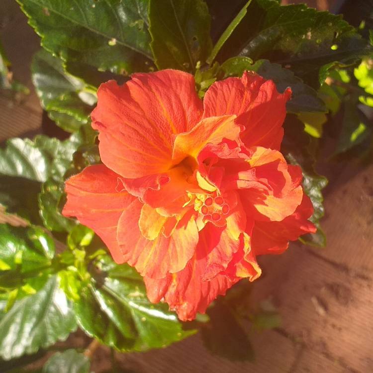 Plant image Hibiscus rosa-sinensis 'Orange Flame'