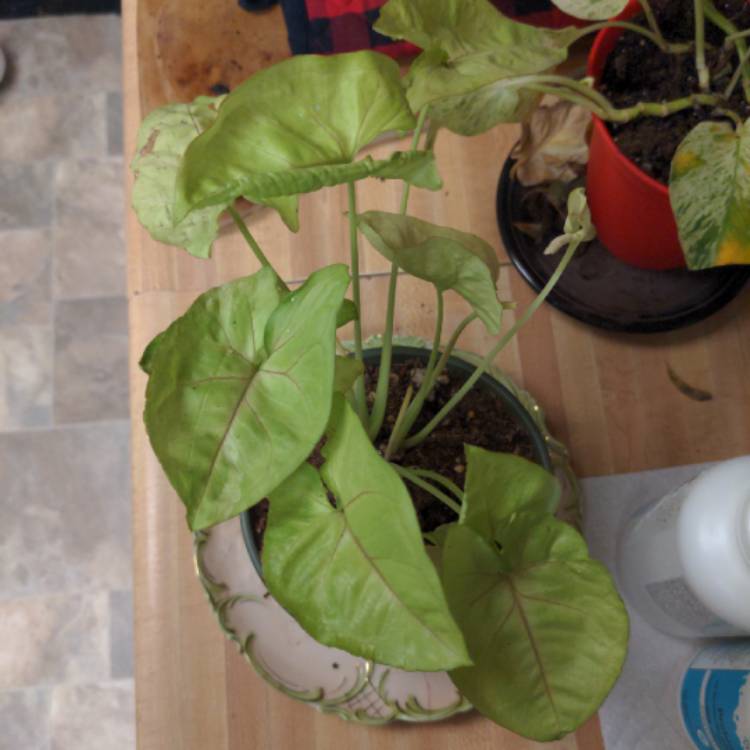 Plant image Syngonium Podophyllum 'Roxane'