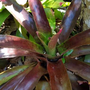 Bromeliad