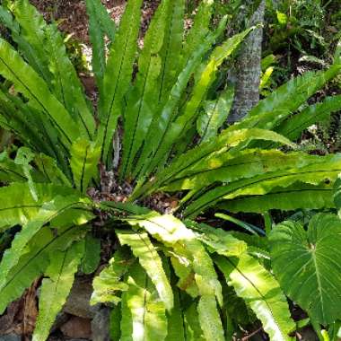 Birds Nest Fern