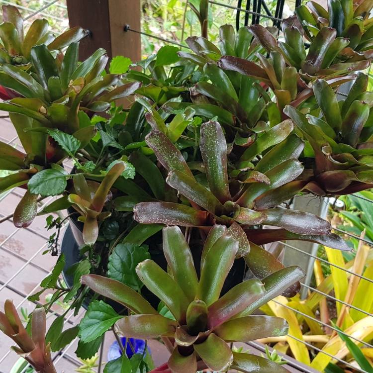 Plant image Neoregelia Tigrina