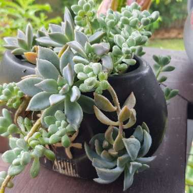 Graptosedum 'Francesco Baldi'