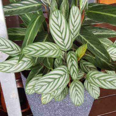 Pin-stripe Calathea