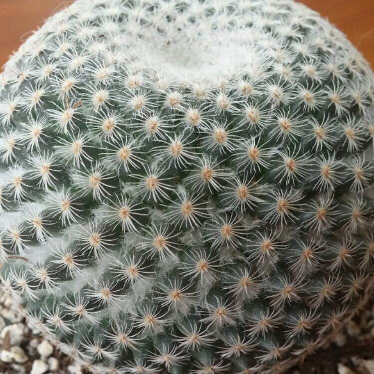 Plant image Mammillaria haageana 'Elegans'