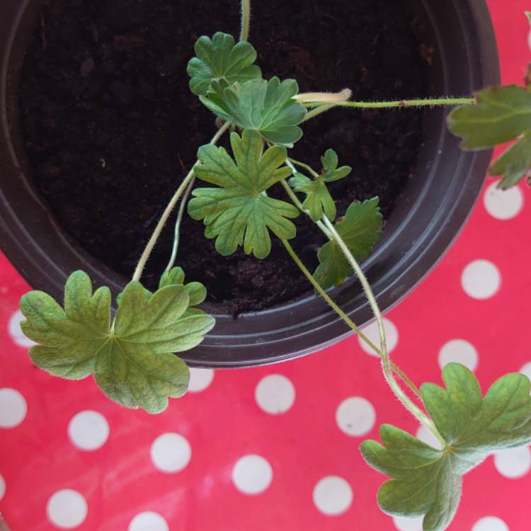 Plant image Geranium sanguineum 'Vision Light Pink' (Vision Series)