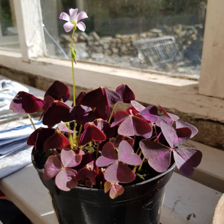 Plant image Oxalis Pes-Caprae