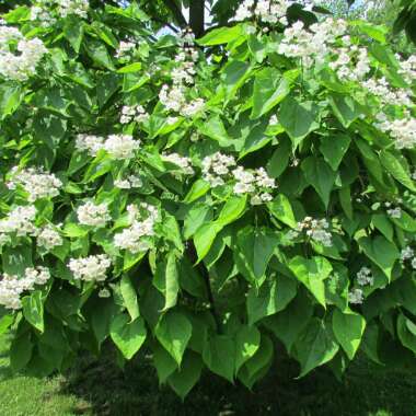 Northern Catalpa