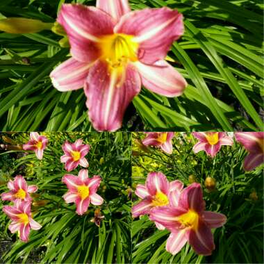 Daylily