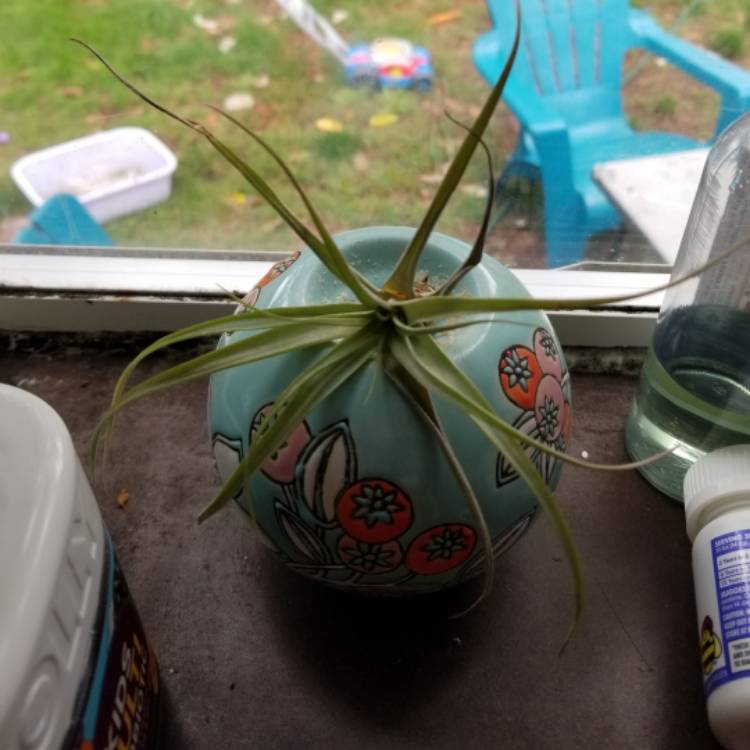 Plant image Tillandsia bergeri