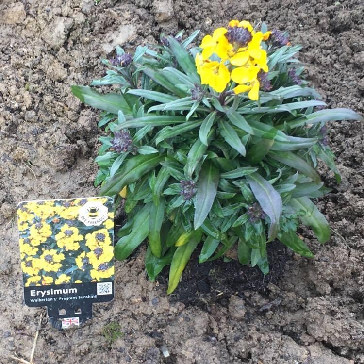 Plant image Erysimum 'Walfrasun' syn. Erysimum 'Walberton's Fragrant Sunshine'