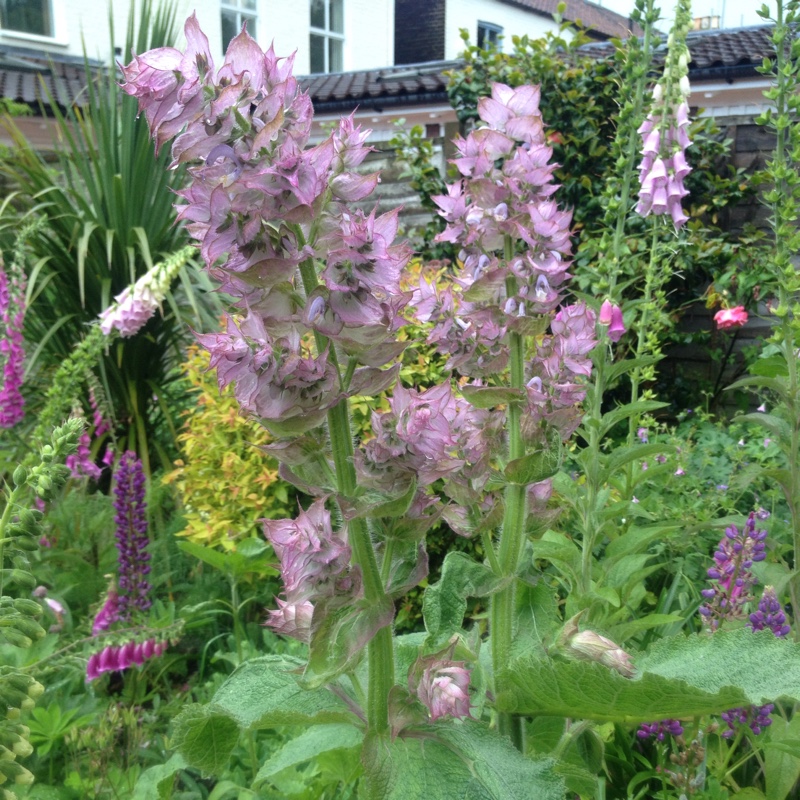 Plant image Salvia sclarea