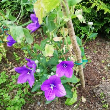 Platycodon grandiflorus 'Astra Blue' (Astra Series) syn. Campanula grandiflora 'Astra Blue'