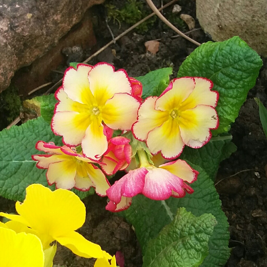 Common Cowslip