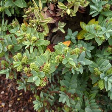 Hebe buxifolia