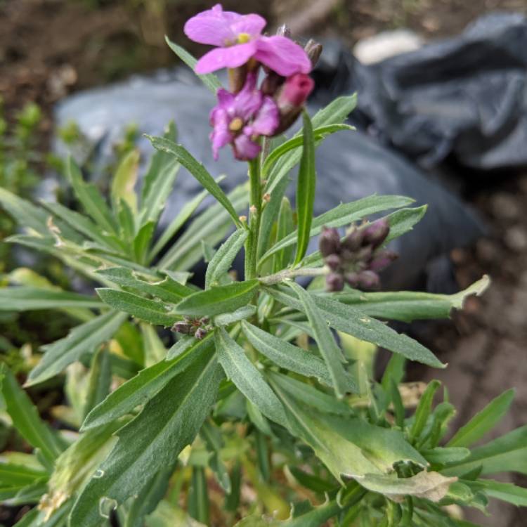 Plant image Erysimum linifolium 'Variegatum'