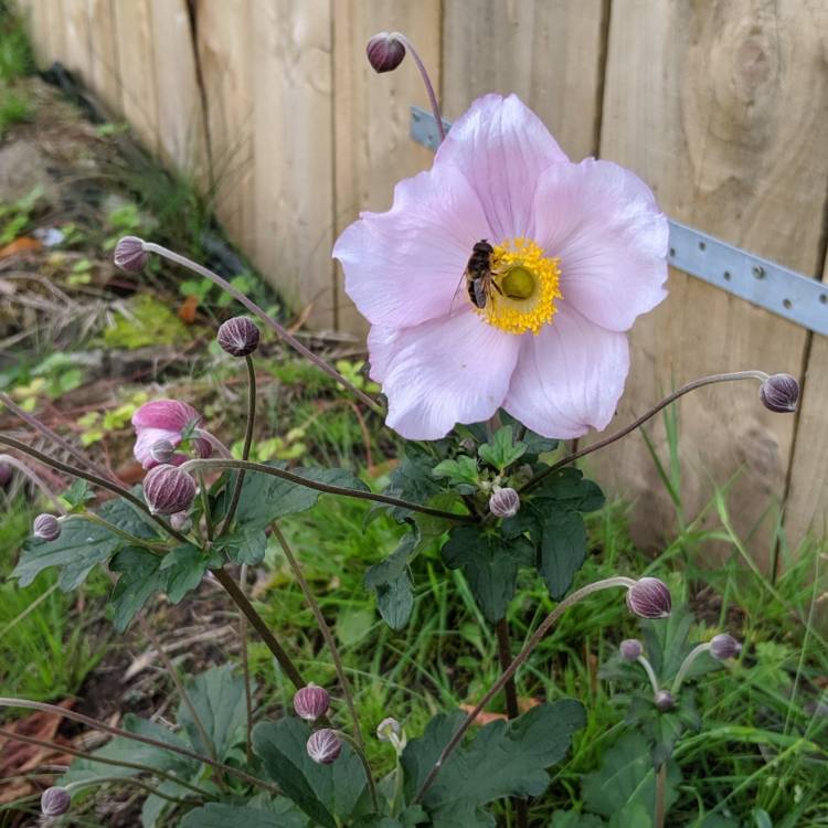 Plant image Anemone x hybrida 'Robustissima'