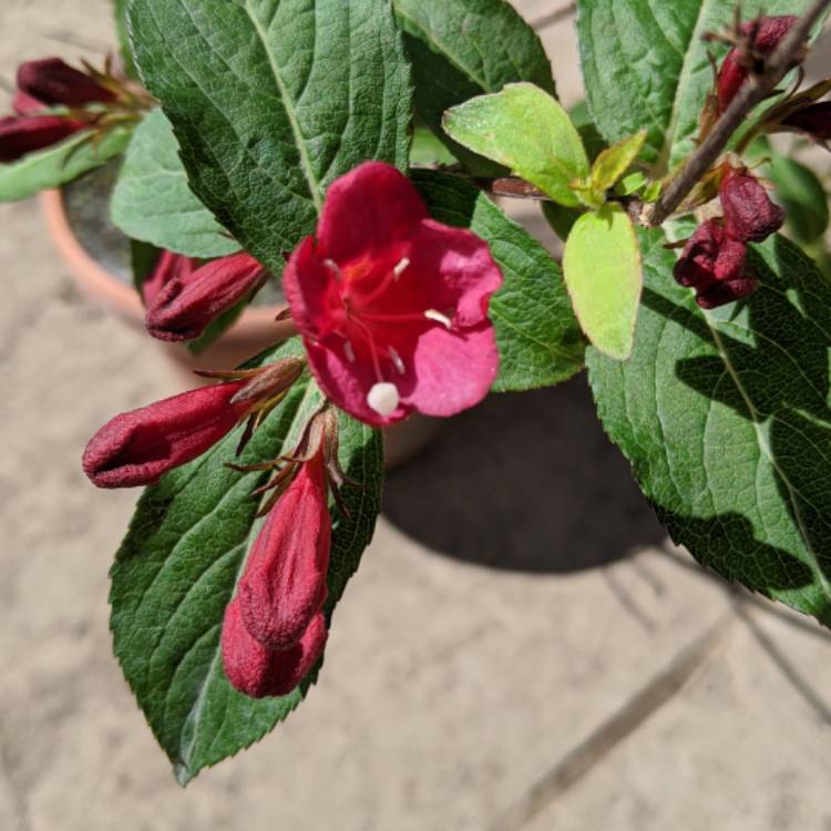 Plant image Weigela 'Eva Rathke'