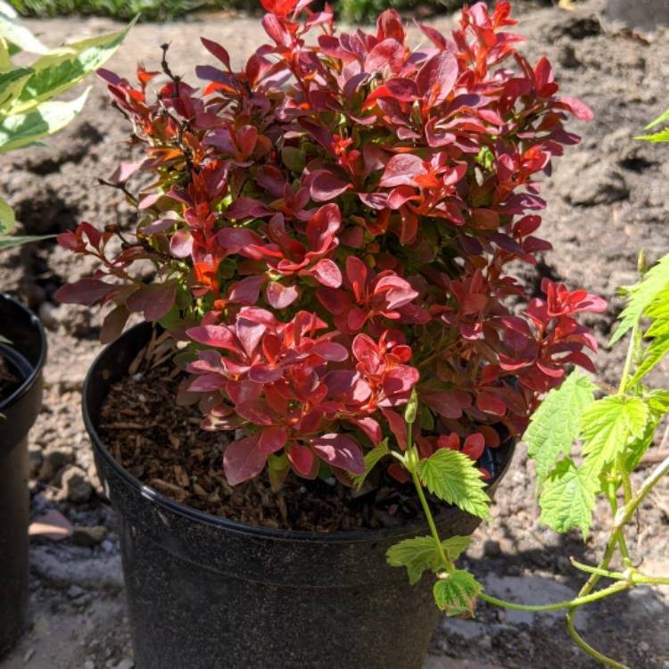 Plant image Berberis thunbergii 'Orange Sunrise'