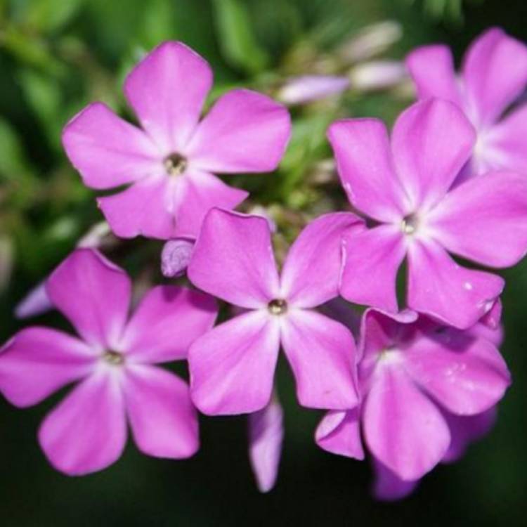 Plant image Phlox paniculata 'Blue Paradise'