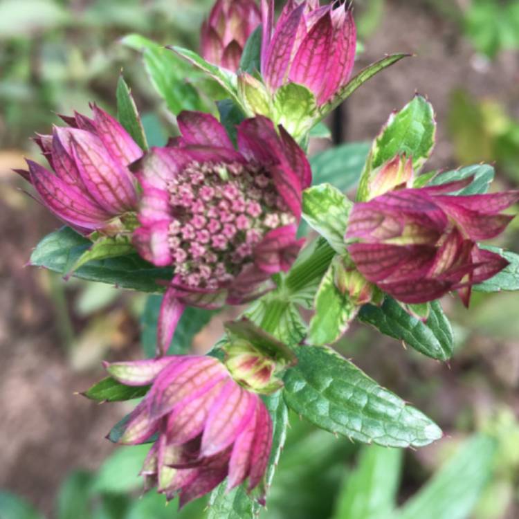 Plant image Astrantia major 'Rubra'