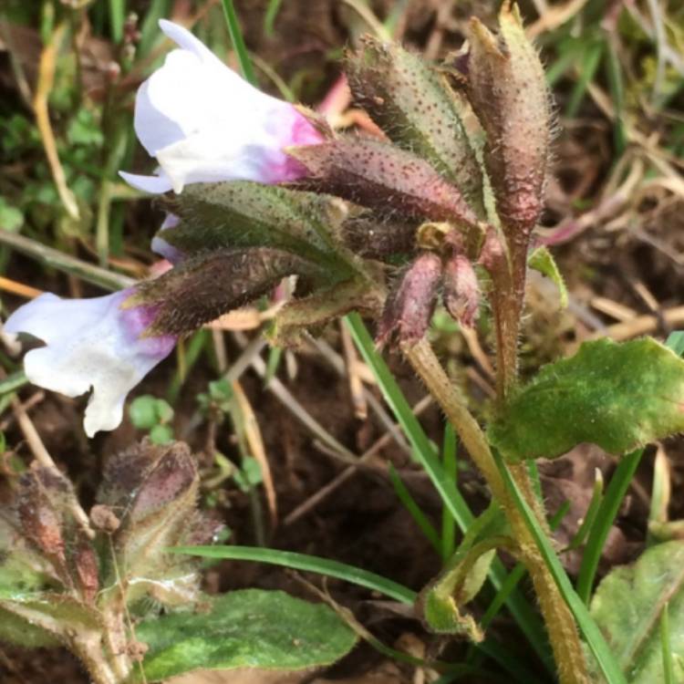 Plant image Pulmonaria 'Opal'