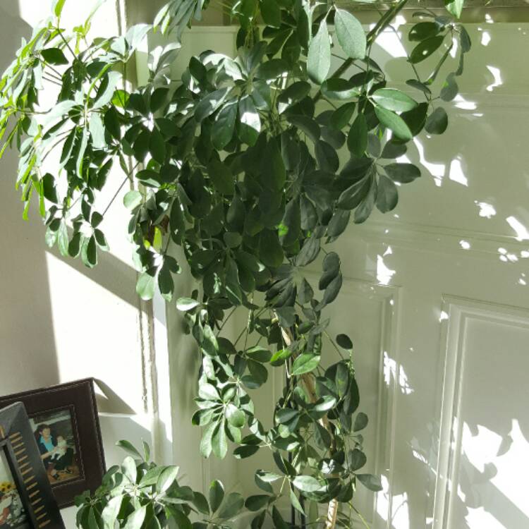 Plant image Schefflera actinophylla