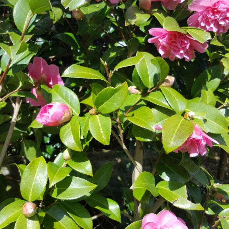 Plant image Camellia x williamsii 'Debbie'