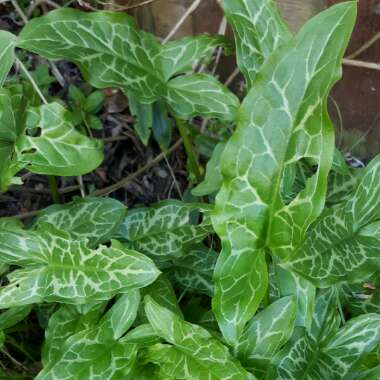 Arum italicum subsp. neglectum 'Miss Janay Hall'