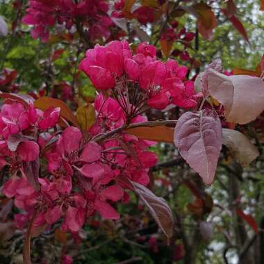 Malus 'Royalty'