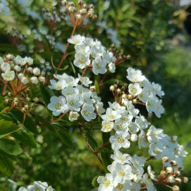 Spiraea x vanhouttei