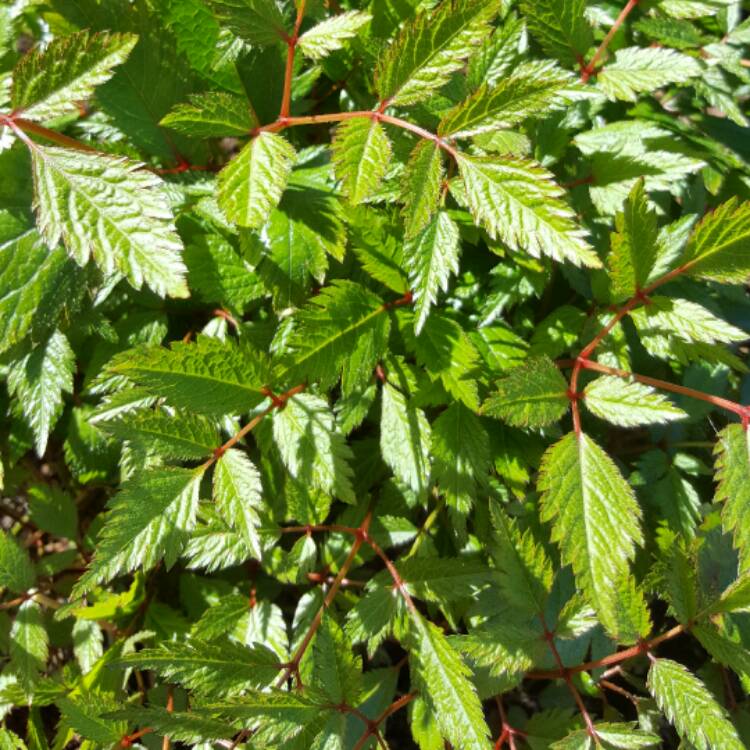 Plant image Astilbe x arendsii 'Venus'