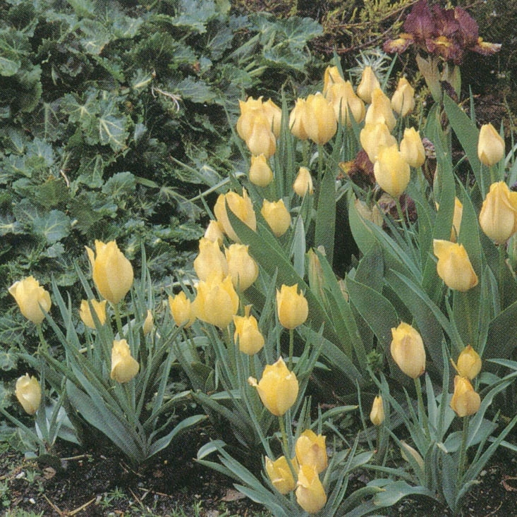 Plant image Iris x germanica 'Andalou'