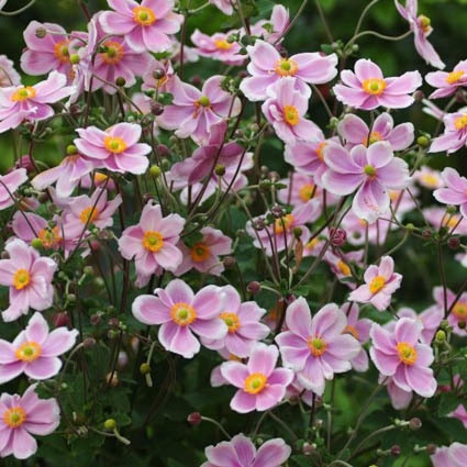 Plant image Anemone x hybrida 'Pink Kiss'