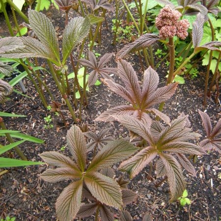 Plant image Rodgersia podophylla 'Rotlaub'